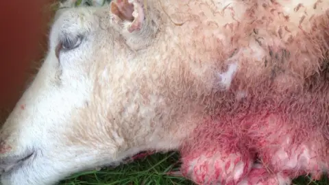 Charlotte Llywelyn Sheep with blood on its neck