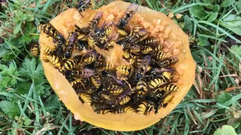 Abbiemay Pedersen Wasps swarming all over an apple