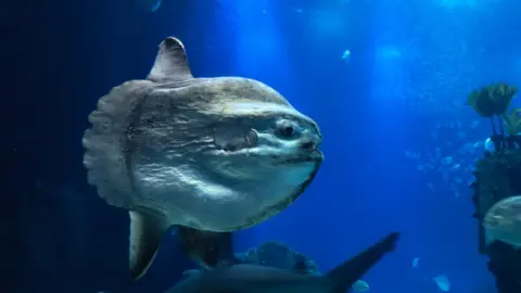 Getty Images Sunfish