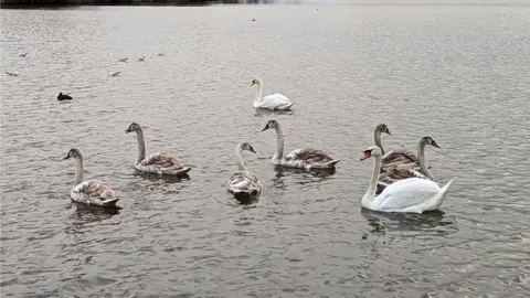 RSPCA Swans on a lake