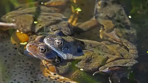 Paul Rule Mating frogs