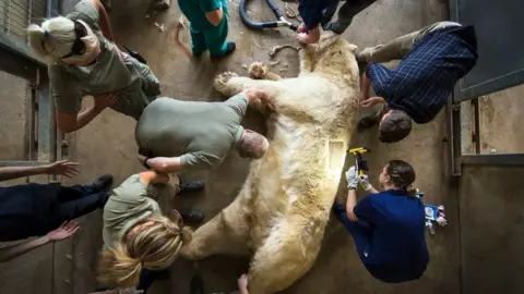 PA Tests being carried out on Victor the polar bear