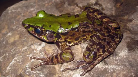 PA Undated handout photo issued by WWF, of a Odorrana Mutschmanni, a vibrantly coloured frog, which is one of the 115 new species that were discovered in the Greater Mekong region in 2016.