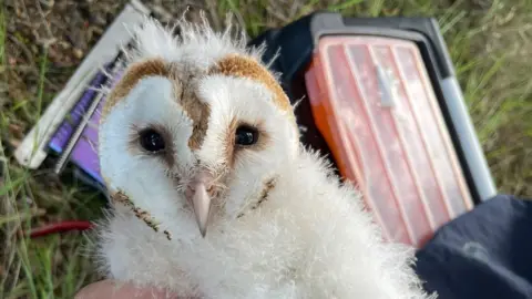 Ulster Wildlife Barn owl chick