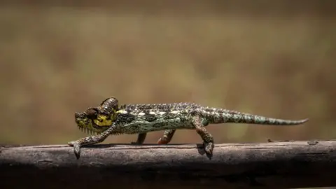 Ed Ram/Getty Images A chameleon walks on a fence in a pine plantation on September 29, 2023 near Naro Moru outside Mount Kenya National Park, Kenya.