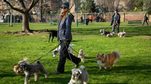 Getty Images A dog walker with many dogs