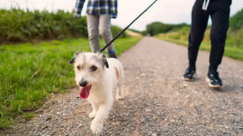 Getty Images Dog on a walk