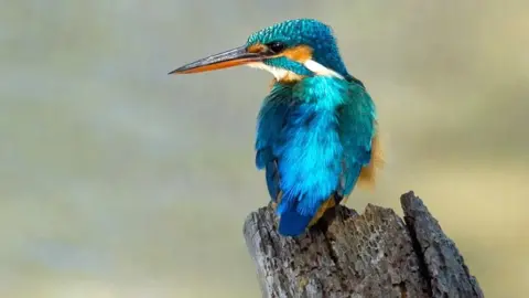 A kingfisher at WWT Slimbridge