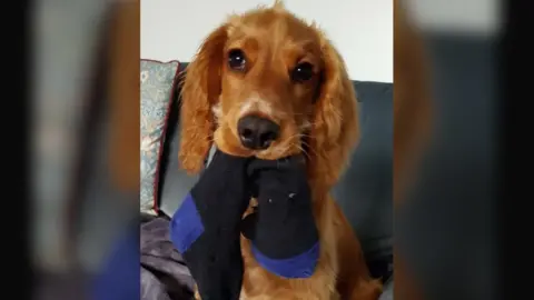 Sussex Police  Ollie the cocker spaniel