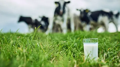 Getty Images Cows graze in the background