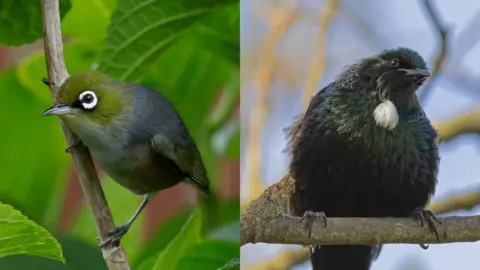 Vandy Pollard Silvereye or Tauhou, left, and the Tui, right.