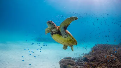 Getty Images Green sea turtle