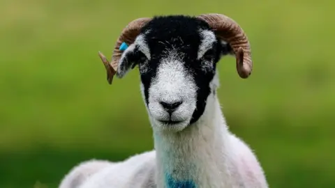Getty Images A Swaledale sheep
