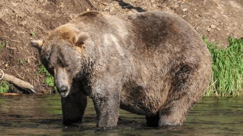 Massive bear named 'Hank the Tank' on the run from California police ...