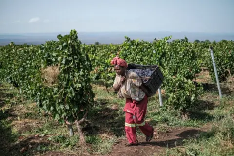 AFP A worker carries a box with grapes during the harvest on the Awash Wine vineyard, in the area of Merti, 120 kilometres from Addis Ababa, Ethiopia, on June 24, 2022