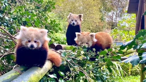 Curraghs Wildlife Park Red pandas