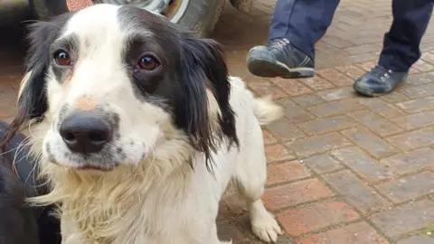 Essex Police Suspected stolen dog