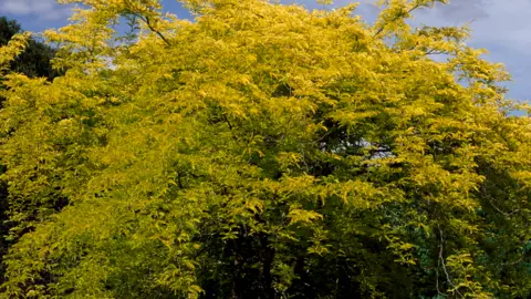 Getty Images Honey locust tree