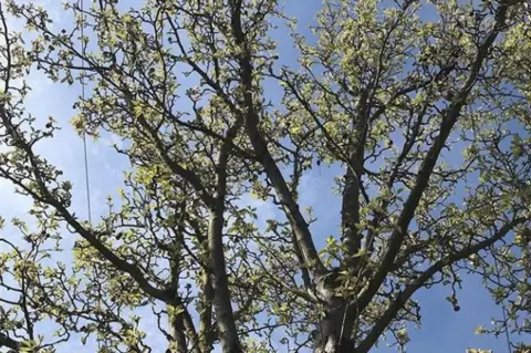 Rachel Summers Crab Apple tree