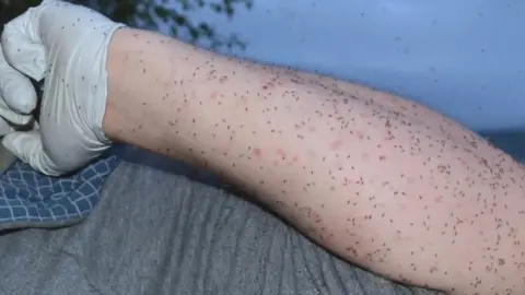 Dr Alison Blackwell Biting midges