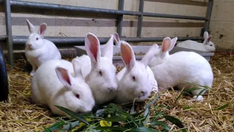 Brinsley Animal Rescue Rabbits at Brinsley Animal Rescue