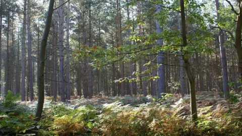 Kent Wildlife Trust The woodland near Canterbury