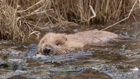 PA Media A beaver