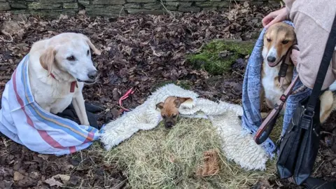 Sean Walker/ Gellionnen Chapel Three dogs dressed as Mary, Joseph and the baby Jesus