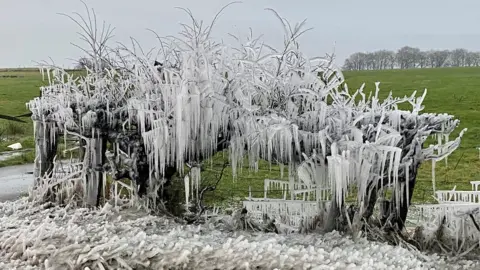 Anthony Parker The impact of the overnight freeze on a hedgerow near Strathaven, South Lanarkshire