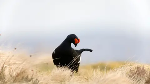 Andy Hay/RSPB Black grouse