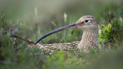 Laurie Campbell Curlew