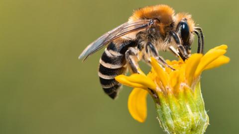 Does a queen bee ever sting? - BBC Science Focus Magazine