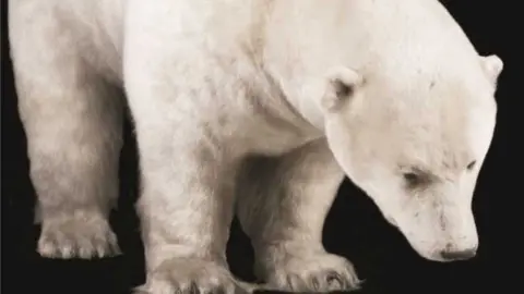 Leicester City Council Peppy the polar bear