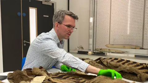 University of Cambridge Jack Ashby with the University Museum of Zoology thylacine skins