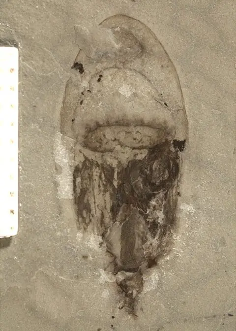 Ao Sun A jellyfish fossil from the site