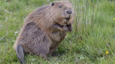 Nick Upton/Cornwall Wildlife Trust A beaver