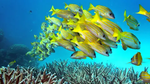 A school of fish swim over a coral reef off the Australian coast