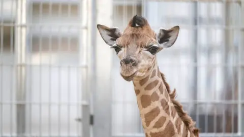 West Midland Safari Park Baby giraffe