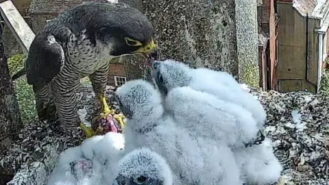 Chris Dobbs Peregrine with chicks