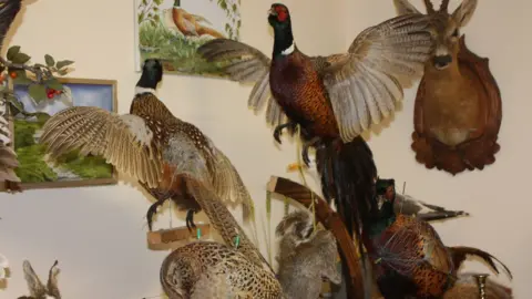 Sherrard Taxidermy stuffed animals