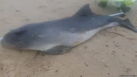 HM Coastguard Bacton The porpoise found washed up dead on Sea Palling beach