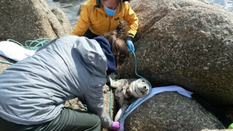 Delia Webb / BDMLR Seal stuck between rocks