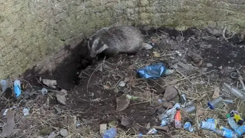 RSPCA A badger in an old pit surrounded by rubbish