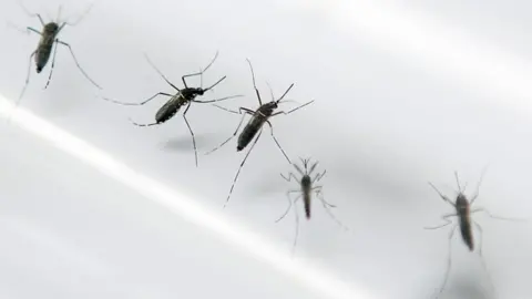 AFP dengue