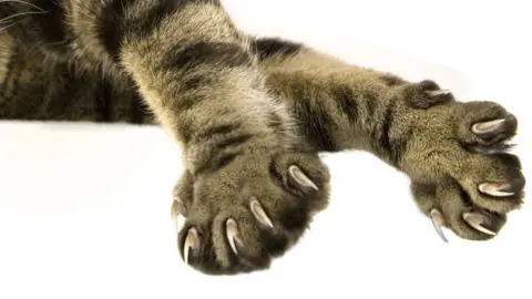 Getty Images Cat claws