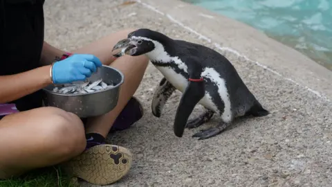 BBC Rosie the penguin