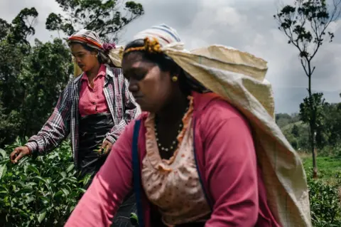 Schmoo Theune Two tea pluckers work on a plantation in Sri Lanka