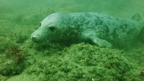 Phil Newman/SMCZ Seal under water