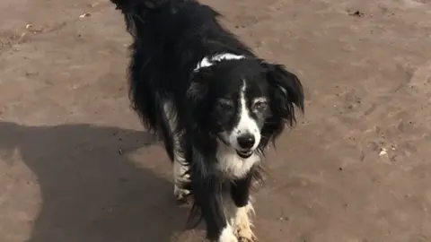 Lisa Collins Zac the dog