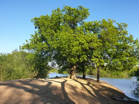 Caroline Jones Trees covered in green leaves, near water